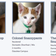 Illustration for article titled This Is How You Name a Bunch of Shelter Cats